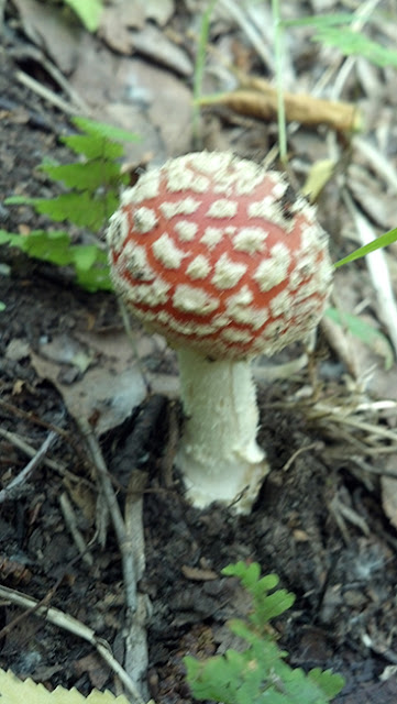 First Amanita muscaria, Fly Agaric of 2012's Hunt.