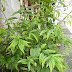 Herbal cancer treatment
