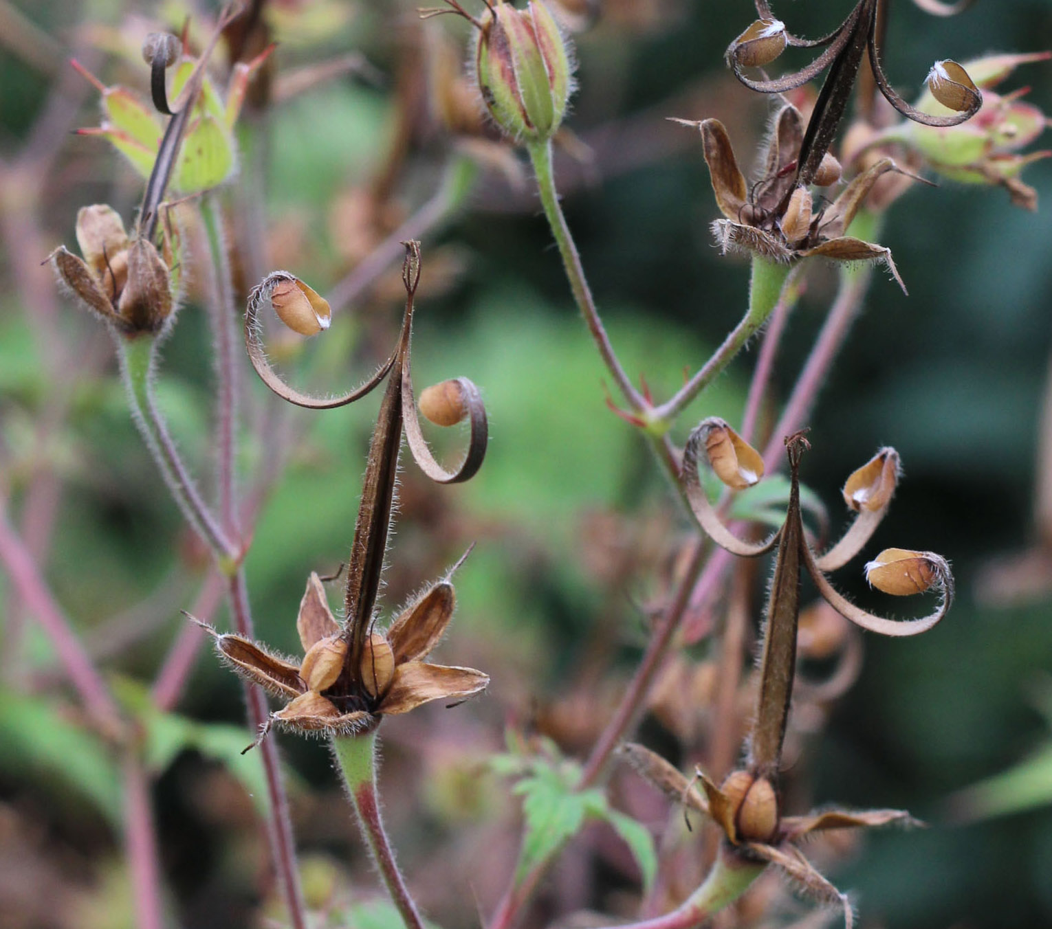 How to grow a geranium from seeds yourself How to grow a geranium from seeds yourself