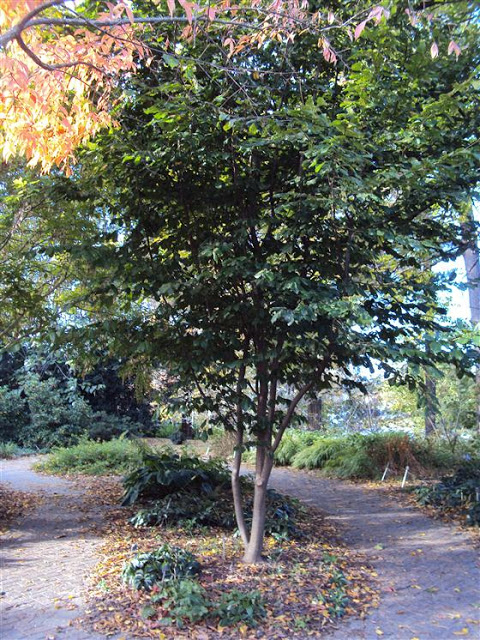Using Georgia Native Plants April 2012