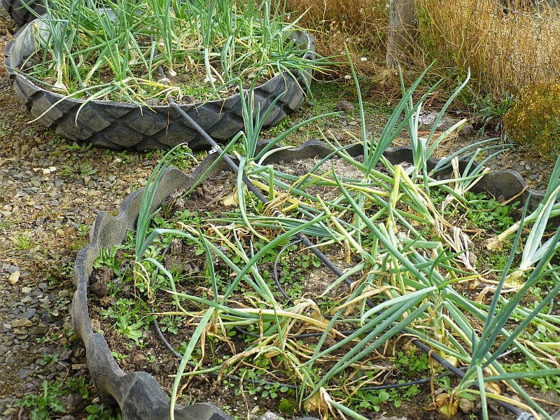 Rural Revolution How are onion sets formed?