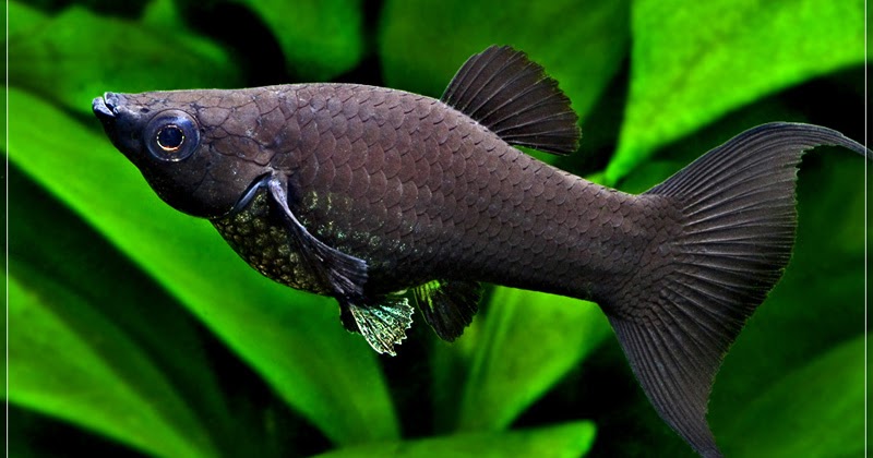 Deal with pets Black Mollies Fish