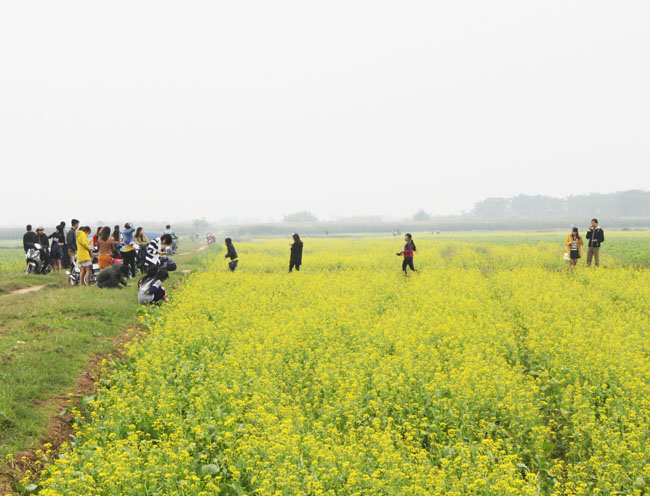 [Image: Mua-hoa-no-ro-tren-canh-dong-cai-vang-de...-Nam-2.jpg]