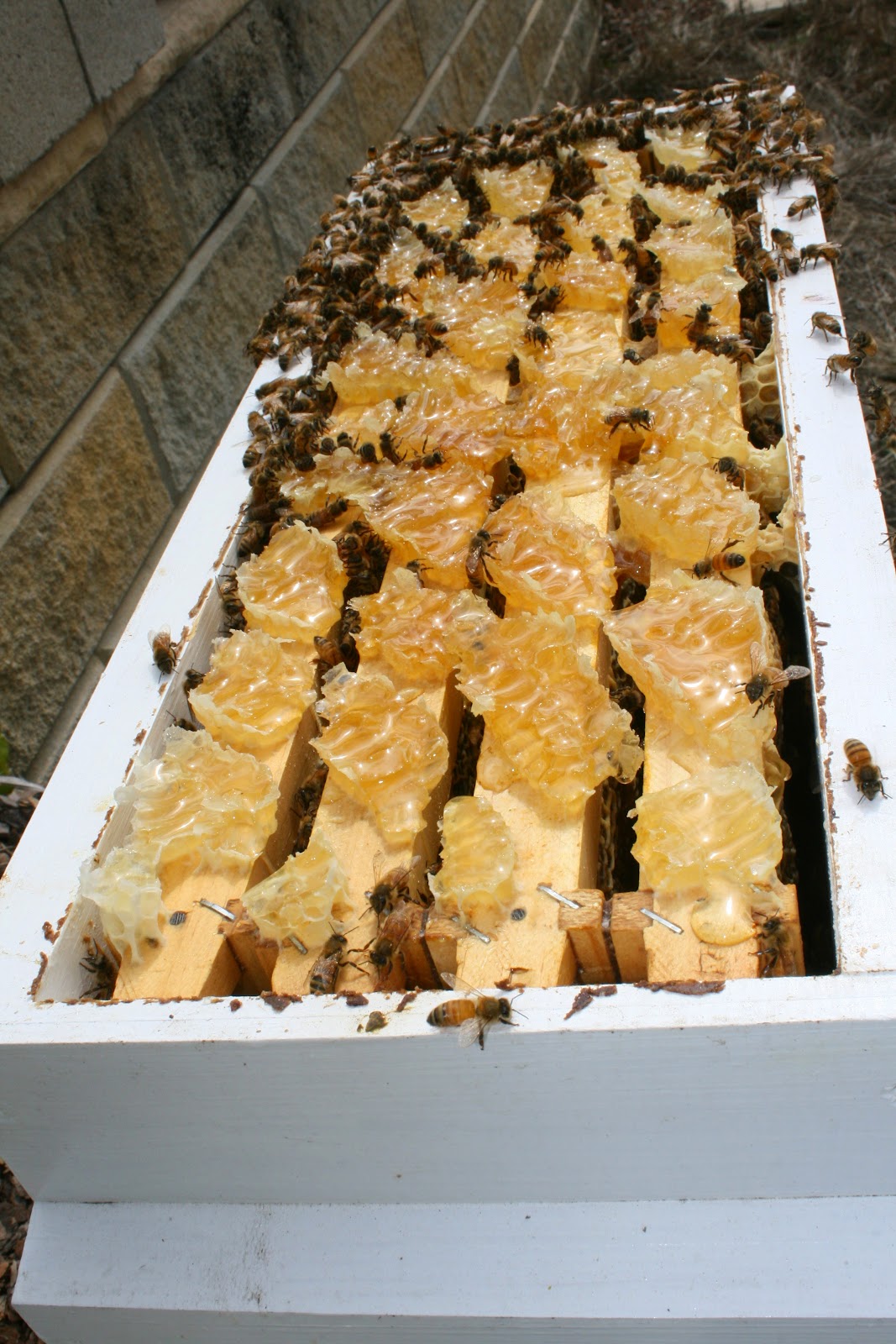 Productive Beehive burr comb