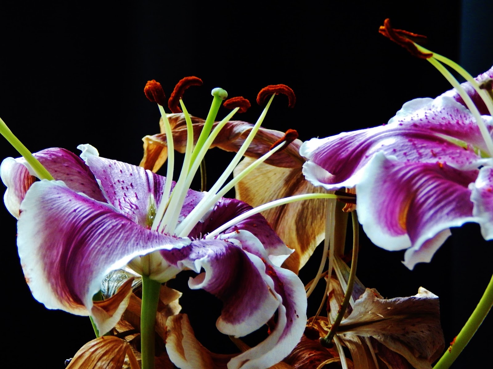 Patti Friday Stargazer Lily Danger for Cats