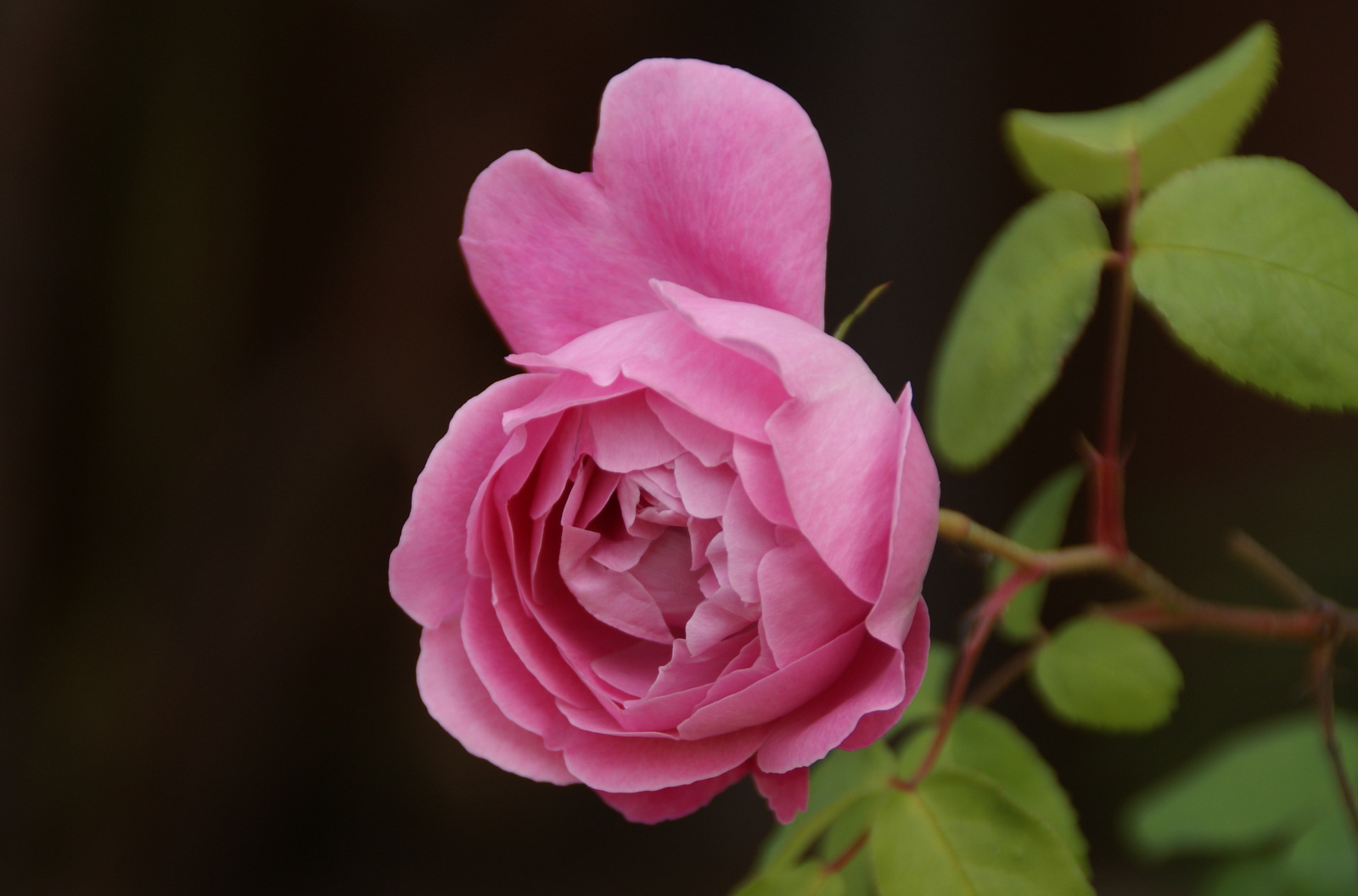 Organic Garden Dreams: December Roses