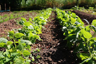 Juin au potager -semis, travaux, plantation avec Jaime-jardiner.com