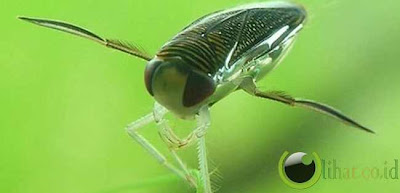 Kumbang Dayung (Penis Berbunyi)
