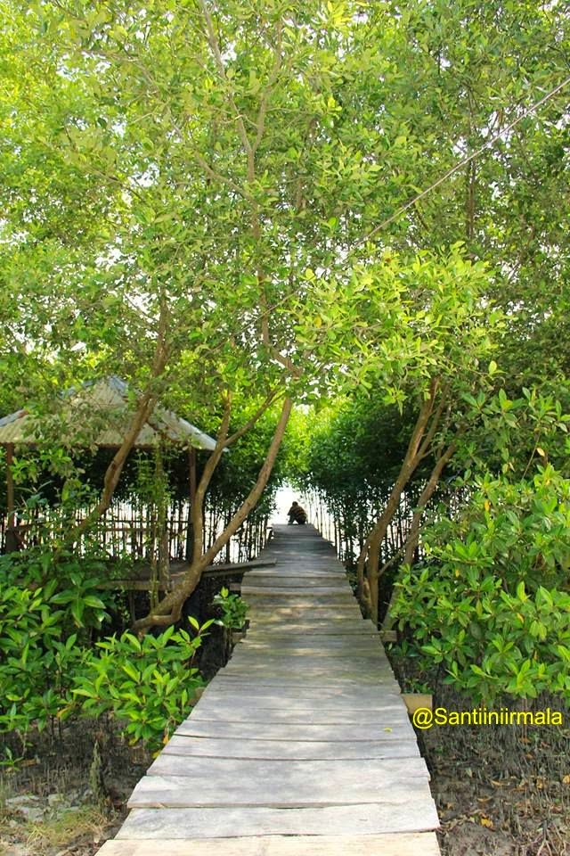 Tempat Wisata Pantai Mangrove Medan