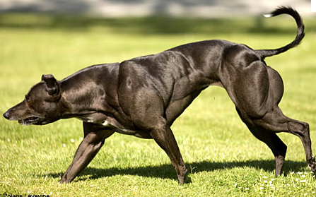 Strongest Dog Breed Reddit Strongest Dog Breed Reddit