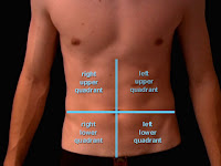 Ab Muscle Diagram Ab Muscle Diagram