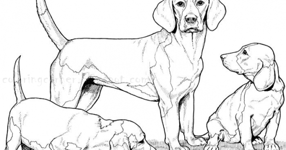 Hwfd Realistic Dog Coloring Pages Beagles High Resolution