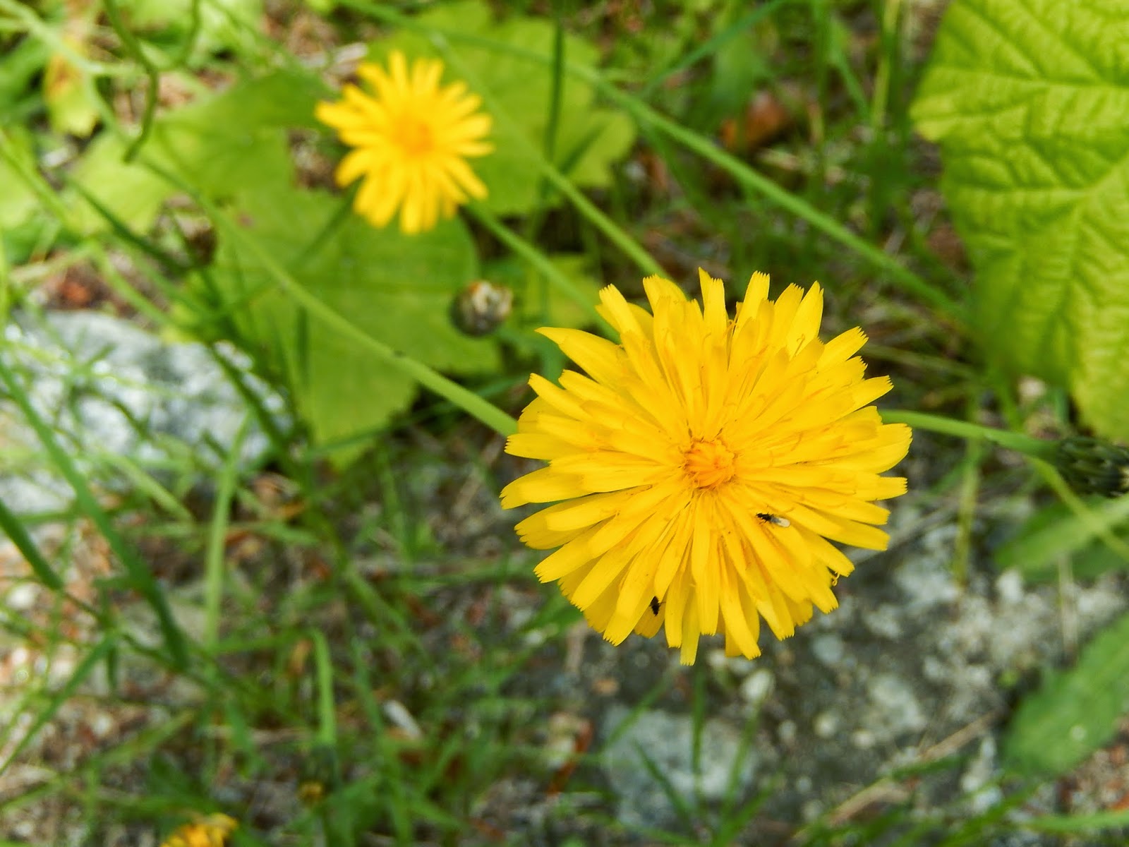 Powell River Books Blog Coastal BC Plants Common Dandelion