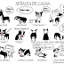 Mira las 5 cosas que su perro quiere decirte