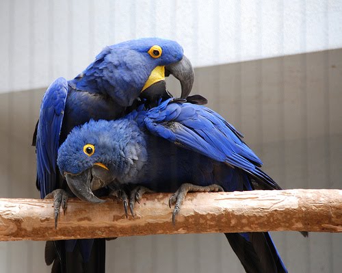 Macaw+parrot+facts