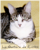 Gato en 1977
