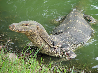 Monitor_Lizard.jpg