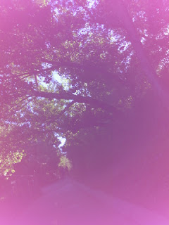 Shady trail with purple overcast (Narrative Clip)