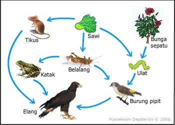 Gambar Dan Penjelasan Piramida Rantai Dan Jaring Makanan Freewaremini