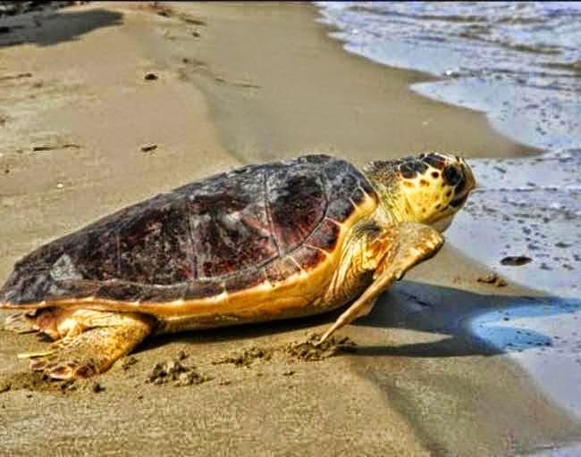 Δύο ακόμη νεκρές χελώνες Καρέτα Καρέτα εντοπίστηκαν στις παραλίες της Πρέβεζας! Δύο ακόμη νεκρές χελώνες Καρέτα Καρέτα εντοπίστηκαν στις παραλίες της Πρέβεζας