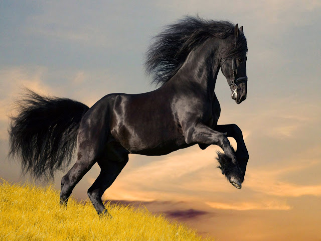 17881-Wild Horse Animal HD Wallpaperz