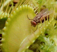 Fly Trap