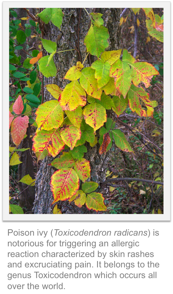 Writer Shack Joseph Mapue Greenhouse Gas and Poison Ivy Rash
