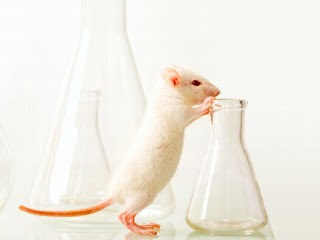 Ratos vão ajudar serviços de saúde a diagnosticar tuberculose em humanos 