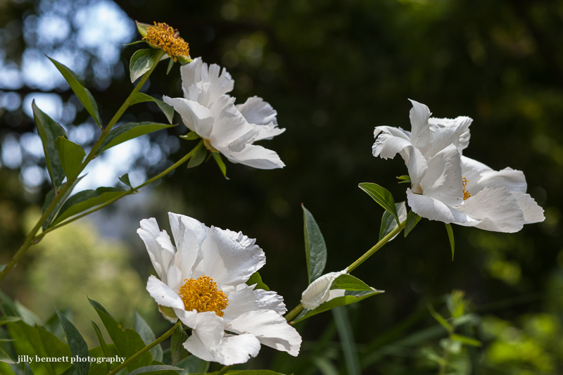 Menton Daily Photo The Fried Egg Flower