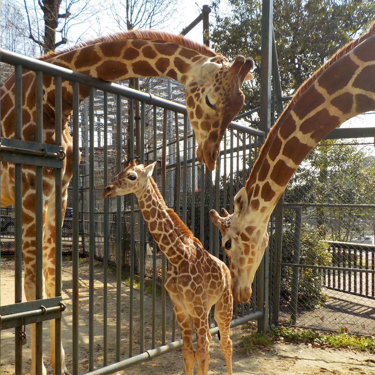 福岡市動物園ブログ キリンの赤ちゃんのお食い初め