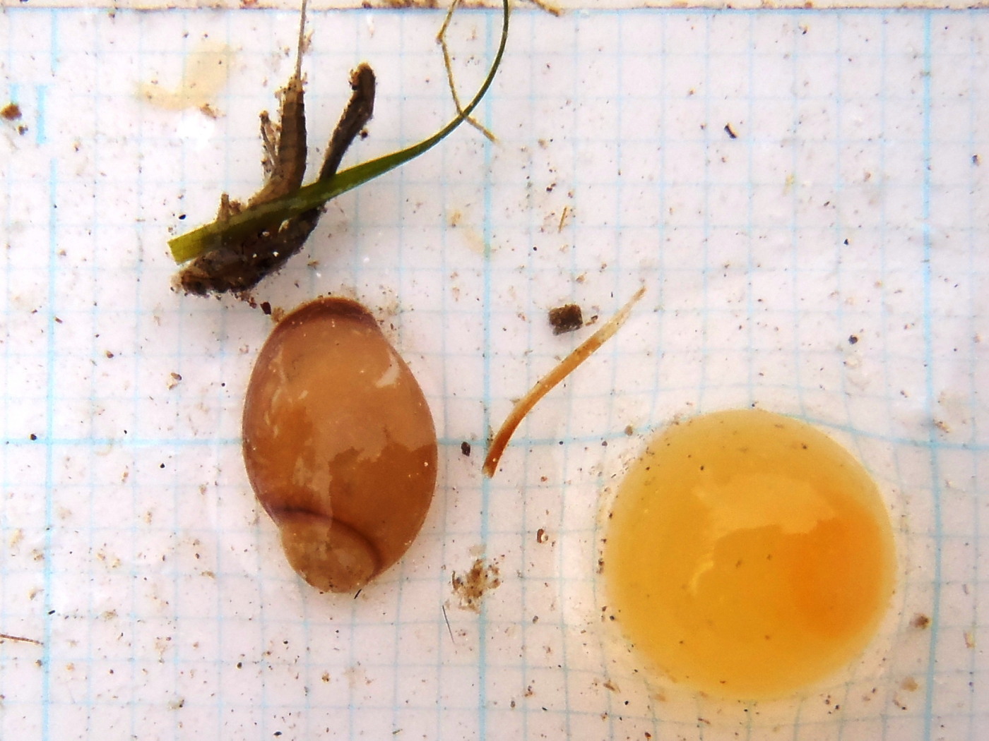 Mountains, Rivers, & Trout Trout Food Sources Livingston's Spring Creeks