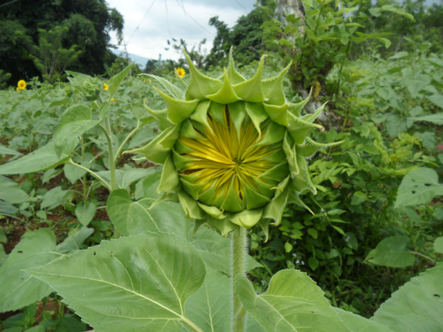 Uses Of Sunflower Oil Human Nature Uses Of Sunflower Oil Human Nature