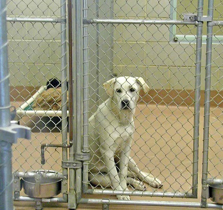 local shelters with puppies planet animals 2012 local shelters with puppies planet animals 2012