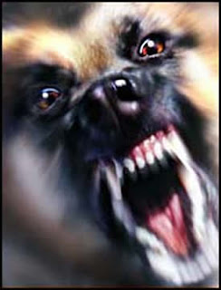 Dog Training Basics On Aggression Dog Training Basics On Aggression