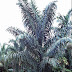Klasifikasi Enau (Arenga pinnata) thumbnail