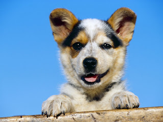 Australian Cattle Puppy Image