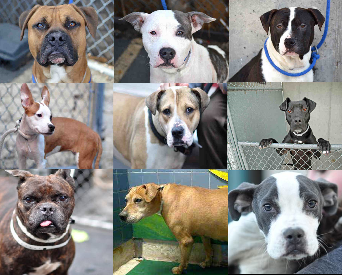 all different breeds different kinds of pit bulls breeds picture all different breeds different kinds of pit bulls breeds picture