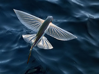peces voladores volador pez peixe peix voador marinos especies exocoetidae subtropicales encuentran especialmente aguas tropicales florian familia ocanos clidas agrupadas