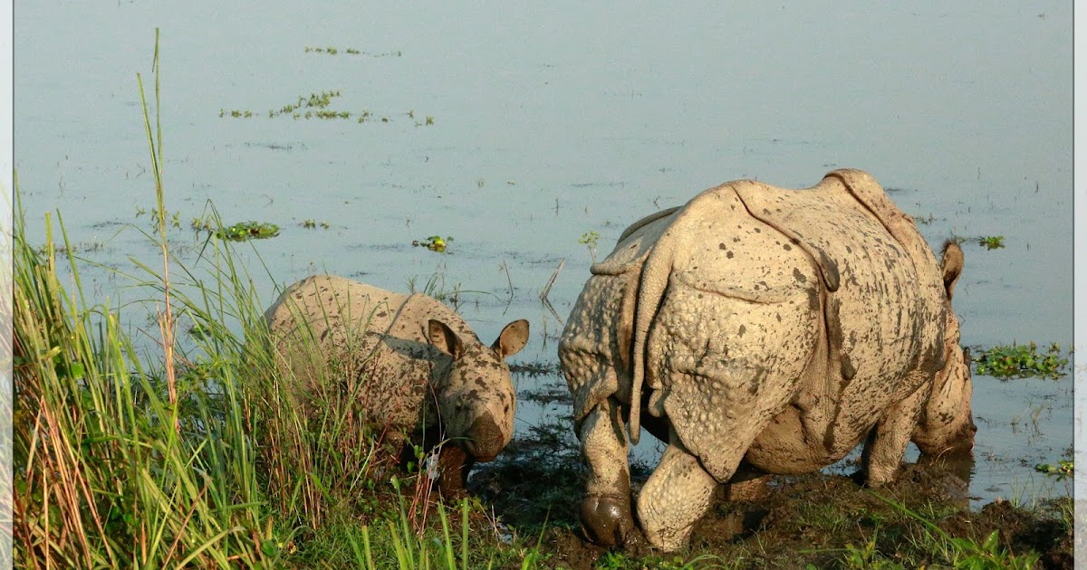 Postcards From Kaziranga: Mother Rhino & Her Calf
