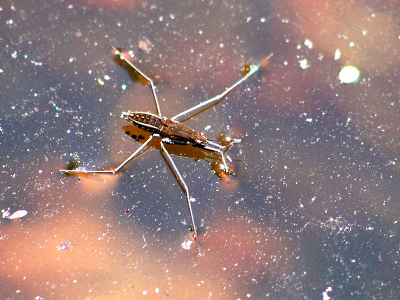 Why Insects Can Float on Water?