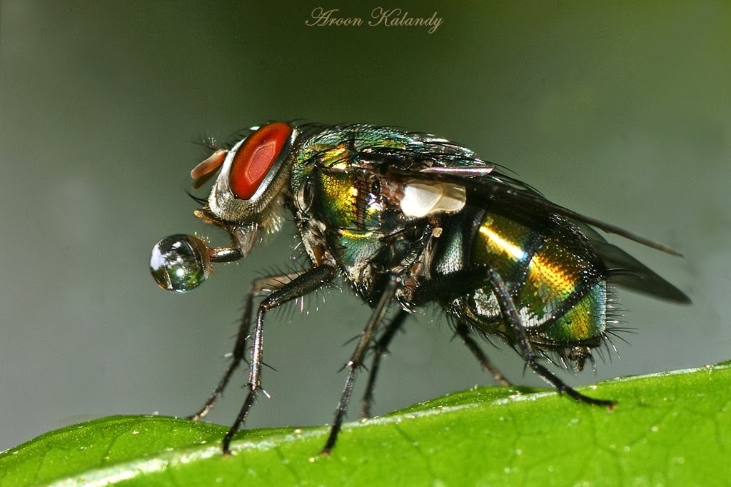 Macro Photography Using Extension Tubes Technology Share