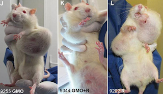 rats.png
