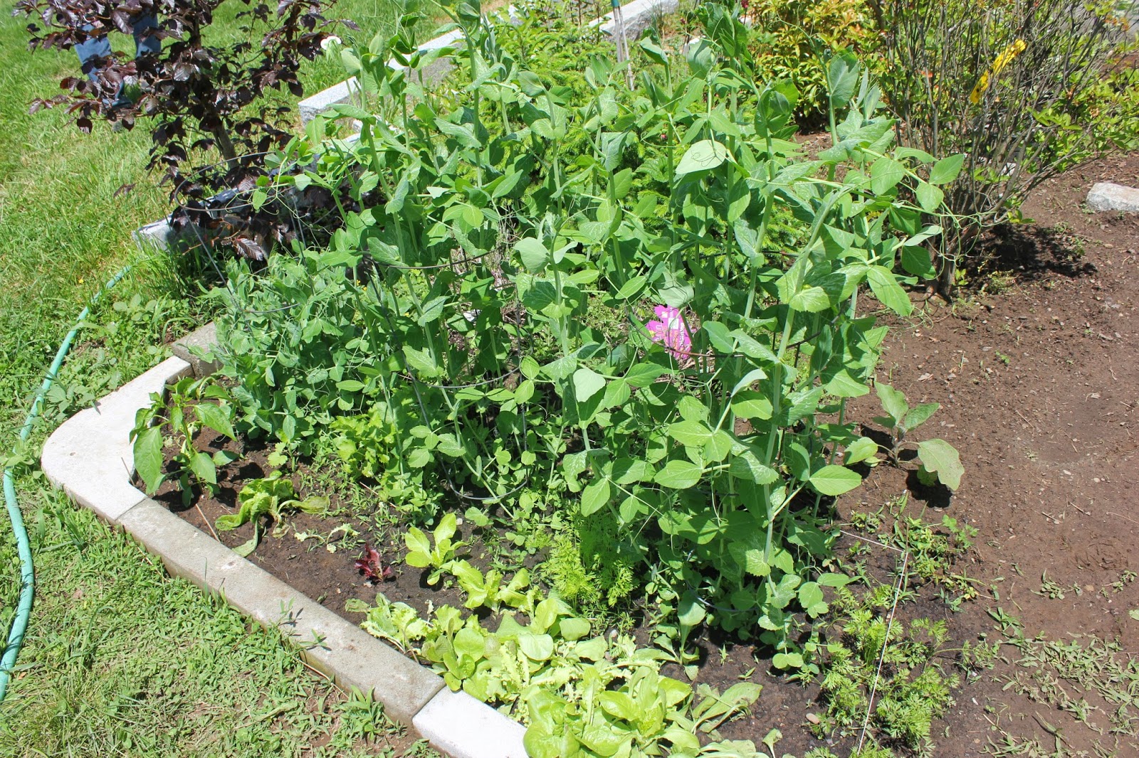 Spring Pea Plants