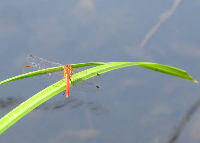 Autumn Meadowhawk, Sympetrum vicinum