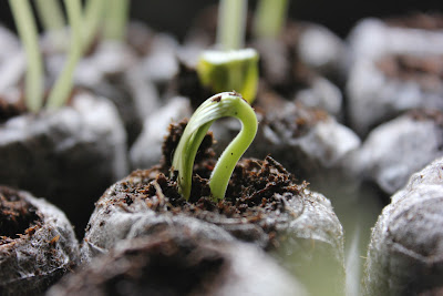seedlings