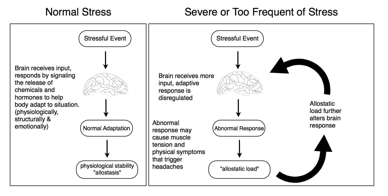 Migraine Relief Chiropractic Center  Stress Response Diagram
