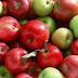 Μήλα κατά της παχυσαρκίας