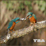 Foto Animasi Dp Bbm Burung Foto Animasi Dp Bbm Burung