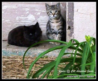 Kittens at the Shelter, Gray tabby lives with me.  Black kitten was attacked by a dog.