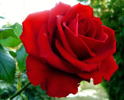 mawar merah (cinta yang penuh nafsu ambisi)